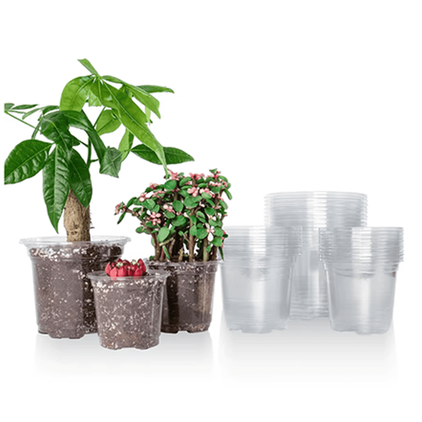 30 TRANSPARENT PLASTIC POTS